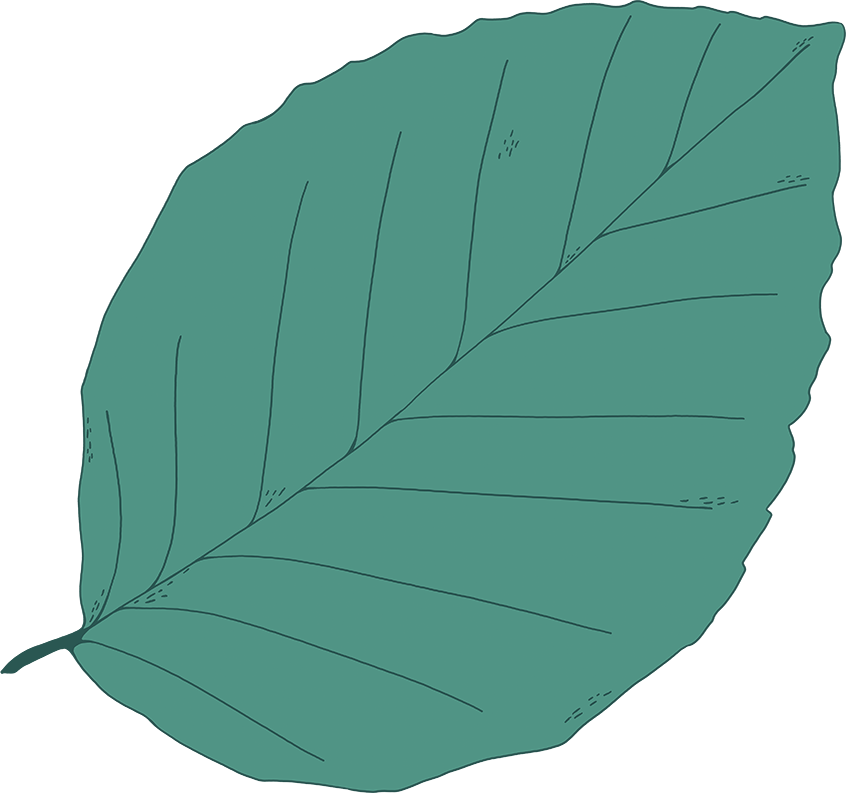 leaf