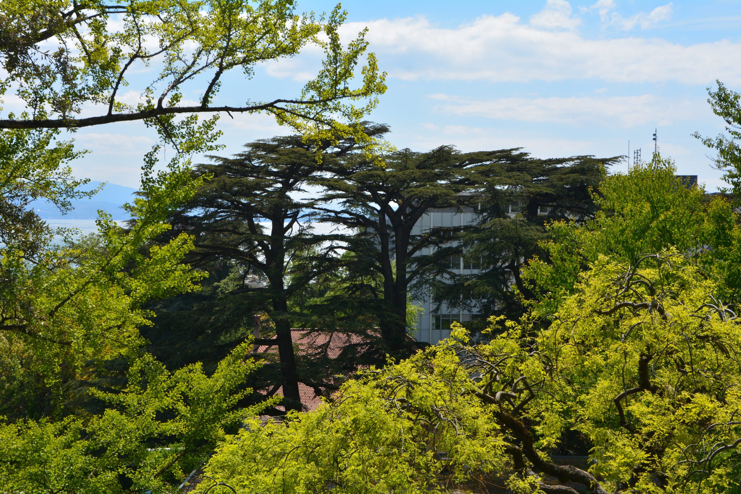 Balade des 1001 arbres